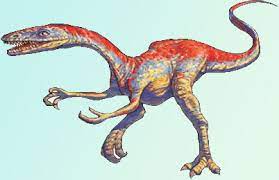 Usually growing to length of about 2 metres (6.6. Coelophysis Dinosaur Facts Information Coelophysis Bauri