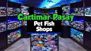 Cartimar Pasay Featuring Aquarium Pet Fishes Youtube