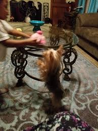 Yorkie puppies for sale in longview texas. Yorkshire Terrier Puppies For Sale Longview Tx 326517
