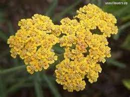 Pin On Herbs And Plants
