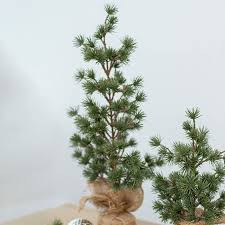 I see people wrapping their cedar trees in burlap, preparing for winter. Cedar Pine Burlap Wrapped Real Touch Green 55cmh