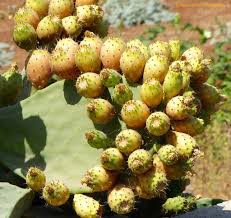 Prickly Pear Fruit Cactus, Tuna, Indian Fig, in Madaba, Jo… | Flickr