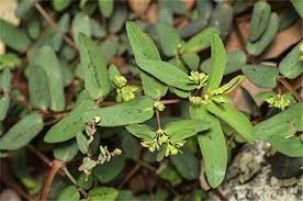 Image result for Euphorbia hyssopifolia
