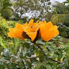 Image result for Spathodea campanulata