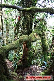 A mystical and unique forest where mosses covering its whole landscape. Mossy Forest In Cameron Highlands Travel Food Lifestyle Blog