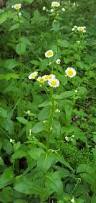 Image result for Eriospermum rautaneii