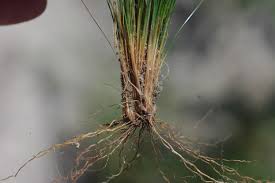 Image result for Bulbostylis sp.no.4