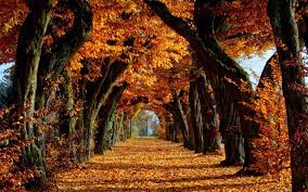 If you have your own one, just create an account on the website and upload a picture. Autumn Wallpapers Hd Wallpaper Cave