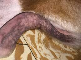 Image result for scabies dogs detail