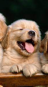 34 Dog Puppy Chrome Themes Desktop Ios Wallpapers Puppies Baby Dogs Cute Dogs