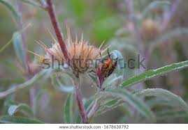 Image result for Dicoma