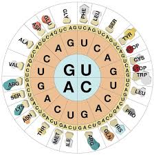 How Do Cells Read Genes Genetics Molecular Biology Biochemistry