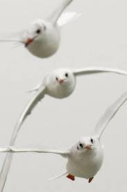 Birds That Don T Fly 94 Pin By Veronika Marchina On Wings Birds
