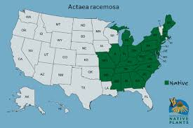 Image result for Bambekea racemosa