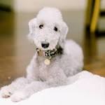 Ashcroft Bedlington Terriers | Honey Brook, Pennsylvania