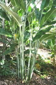 Heliconia Caribaea Gold Plant Leaves Plants Secret Garden