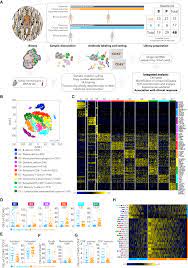 G2 phase cell cycle checkpoint. Defining T Cell States Associated With Response To Checkpoint Immunotherapy In Melanoma Sciencedirect