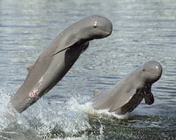 Image of Irrawaddy dolphins Cambodia