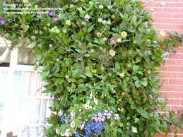 Cup and saucer — may refer to: Full Size Picture Of Cathedral Bells Cup And Saucer Vine Cobaea Scandens Plants Love Garden Perennials