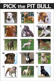 27 Described American Bully Breeding Color Chart