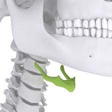 The Hyoid Bone In Your Throat Is The Only Bone In The Human Body Not Attached To Any Other Bone If You Go Just Below Your Jaw And At Th Human