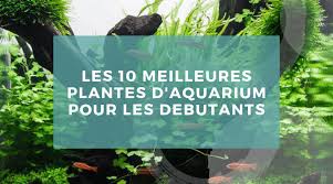 Maybe you would like to learn more about one of these? Les 10 Meilleures Plantes D Aquarium Pour Les Debutants Guide Aquarium