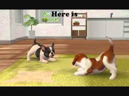 It's adorable when your cat rolls over to show you her belly, but do you know why she does it? Nintendogs Cats Cheats Tips And Hints Youtube