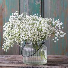 Spanish moss (the gray material above) adds a wispy accent to lei. Gypsophila Paniculata Baby S Breath White Piante Pois