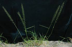 Image result for Pogonarthria