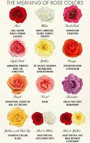 It has become synonymous to 'love'. Pin By Teri Fauble On Flowers Plants Rose Color Meanings Different Color Roses Rose Meaning
