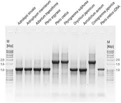 Image result for Antrophyum mannianum