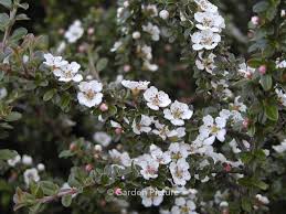 Image result for Cotoneaster microphyllus