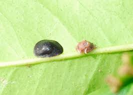 Despite their small size and strange life cycles, they are easy to manage. Scale Insects Soft Scales Wax Scales Family Coccidae