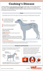 Click To Close Image Click And Drag To Move Use Arrow Keys For Next And Previous Vet Medicine Vet Technician Veterinarians Medicine