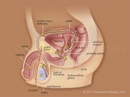 Best chest muscles diagrammatic sketch 9 photos of the best chest muscles diagrammatic sketch chest muscle. Reproductive Anatomy Male Anatomy Drawing Diagram