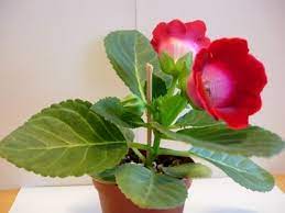 Pin On Gloxinia S