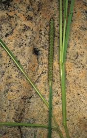 Image result for Setaria incrassata