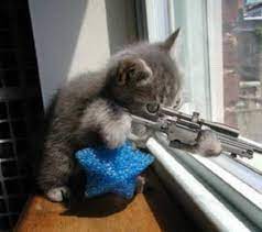 Why Cats Cant Be Trusted Cat Vs Dog Funny Animal Pictures Cat Today