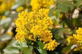Maybe you would like to learn more about one of these? 10 Yellow Flowering Trees And Shrubs Garden Tabs