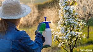 Avem si tuya si tei si au inceput sa apara daunatori; Calendar Stropiri Pomi Fructiferi Cum Sa Faci Tratamentele In Mod Corect Cumsa Ro