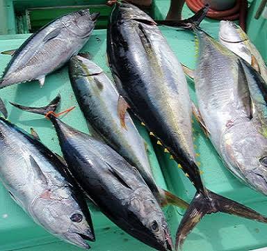 Nghề câu mực, câu cá ngừ đại dương Phú Yên – Dấu ấn làng biển xứ Nẫu