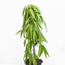 Image result for Monoon longifolium