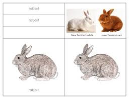 Label Parts Of A Rabbit Worksheets Teaching Resources Tpt