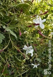 Image result for Jasminum grandiflorum