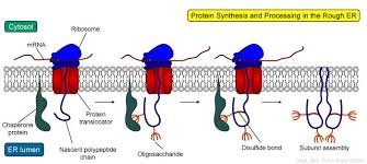 Protein Modification And Folding Occurs As The Protein Is Being Synthesized By The Ribosome The Protein Translocator Fo Molecular Biology Biochemistry Biology