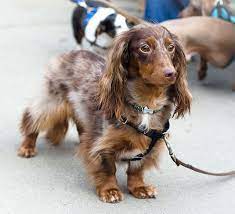 Be sure to check out our main dachshund page too! Chocolate And Tan Dapple Long Haired Miniature Dachshund Dapple Dachshund Dachshund Breed Dog Life