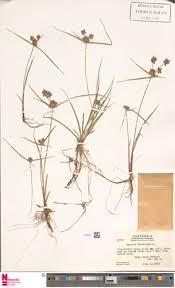 Image result for Pycreus flavescens