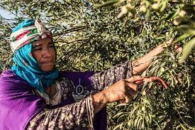 Une Huile D Olive Tunisienne Elue Produit De L Annee 2018 Au Canada