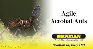 Braman termite & pest elimination. Braman Termite Pest Elimination Home Facebook