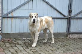 Alabai Alabay Turkmen Coban Kopegi Ovarchka Kopek Coban Kopekleri Coban Kopegi